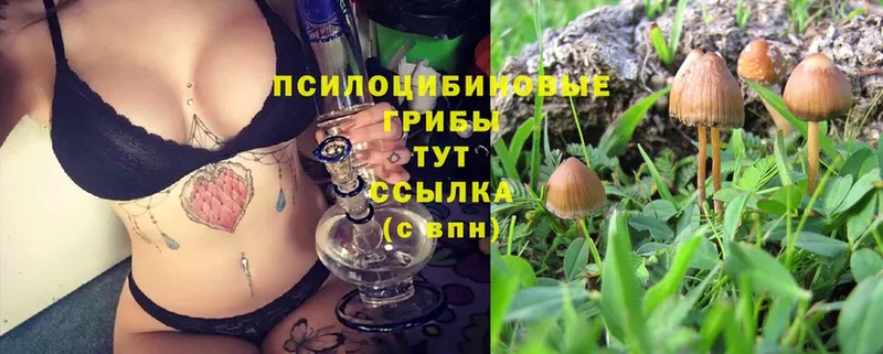 Псилоцибиновые грибы Cubensis  Берёзовский 